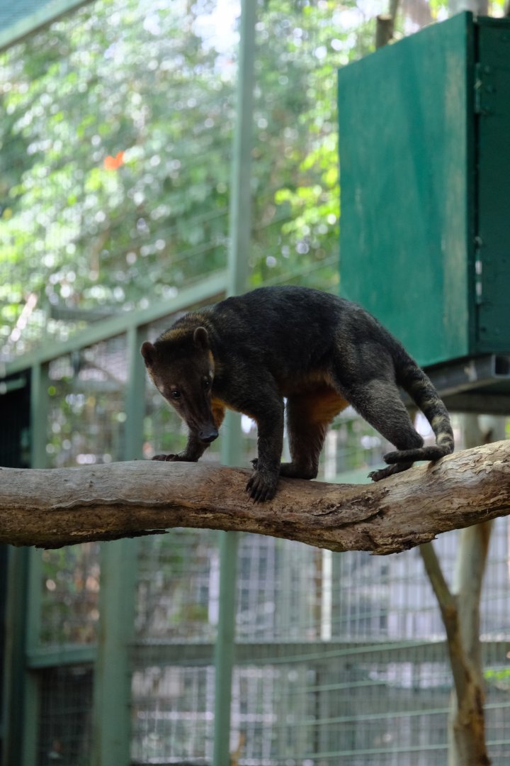 Coati - Darling Downs Zoo