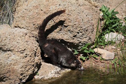 coati drinking