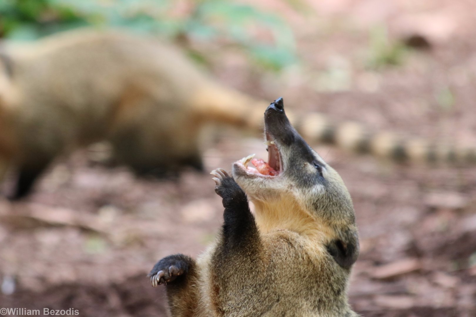 Coati Eating