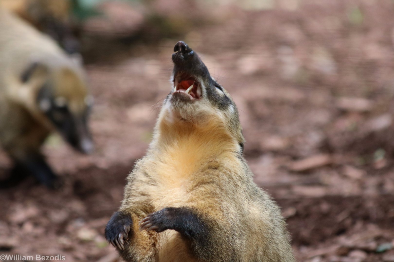 Coati Eating