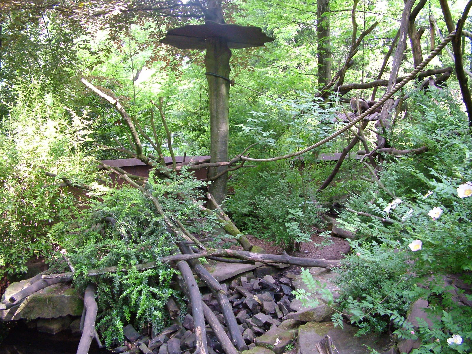 Coati Enclosure at Apenheul, 30/05/12