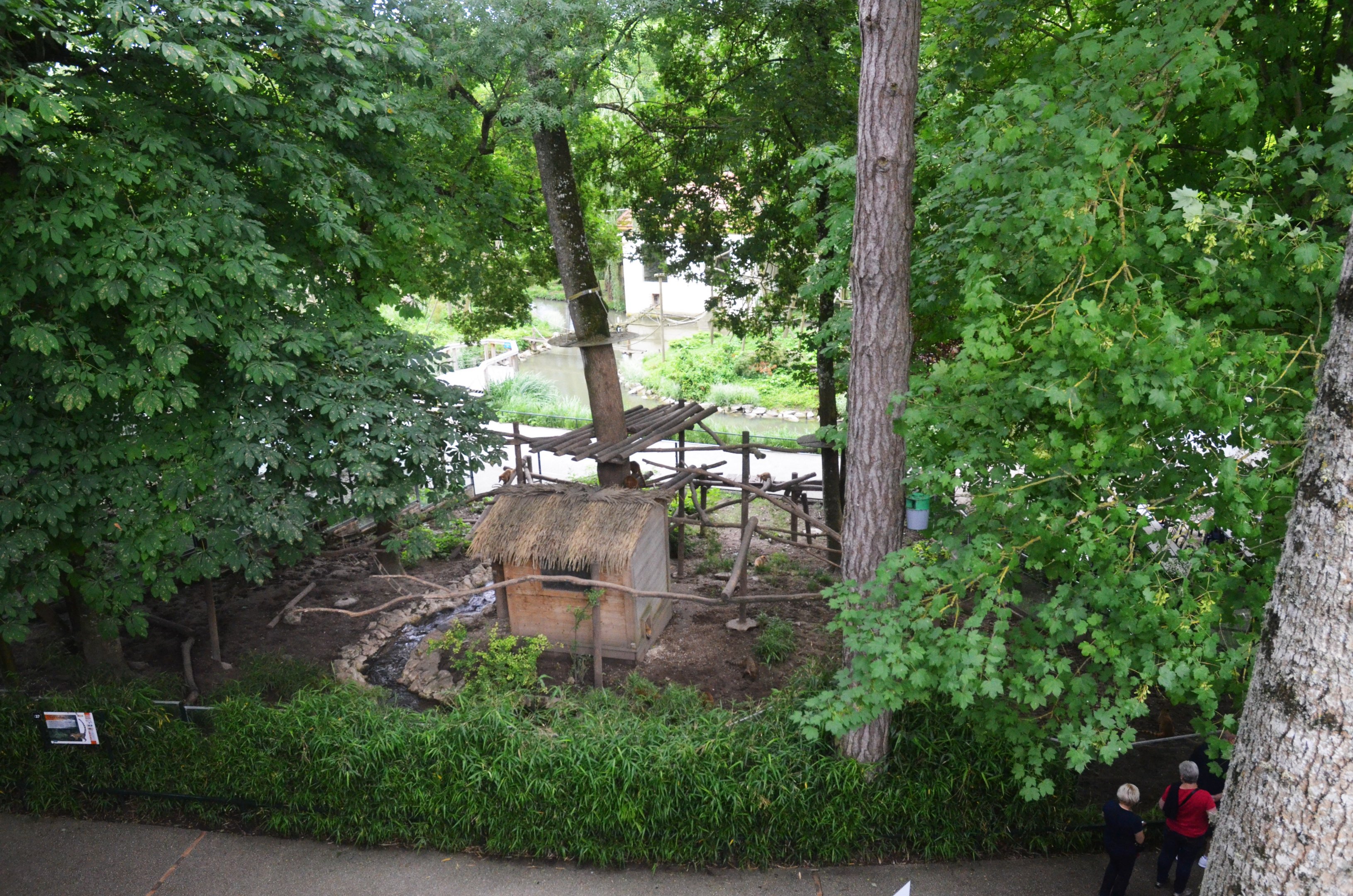 Coati Enclosure at Beauval, 12/06/18