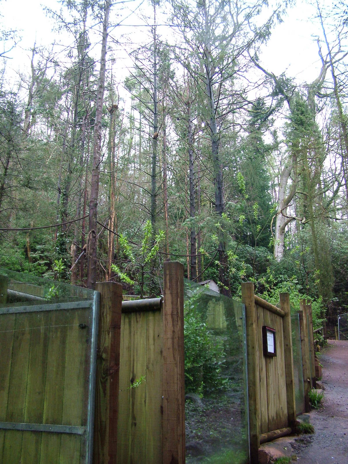 Coati enclosure at Cricket St Thomas 10/04/09