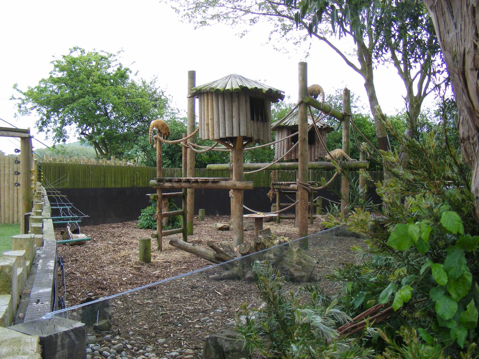 Coati enclosure at Drusillas Park, 23 May 2009