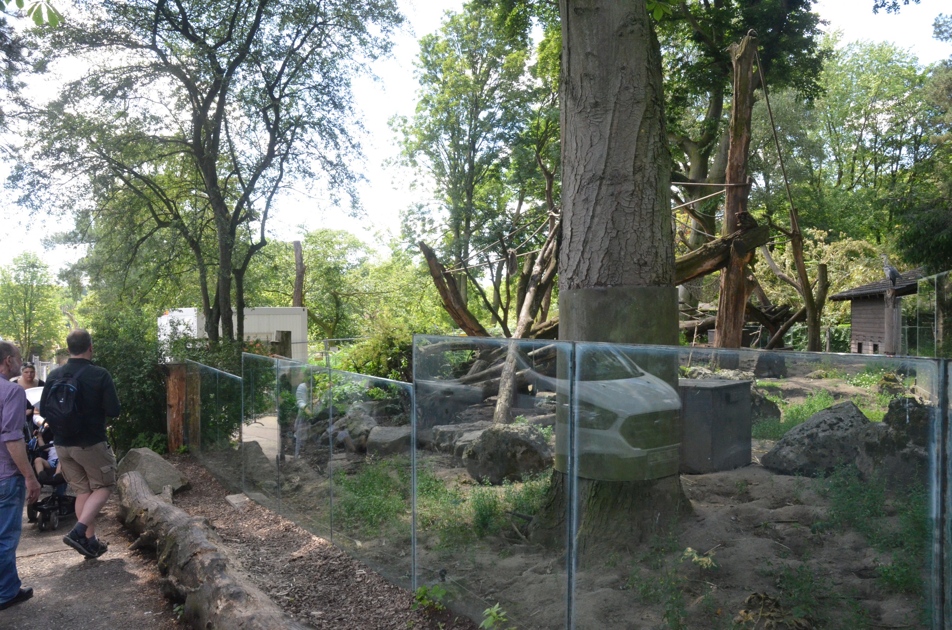 Coati Enclosure at Duisburg, 17/06/19