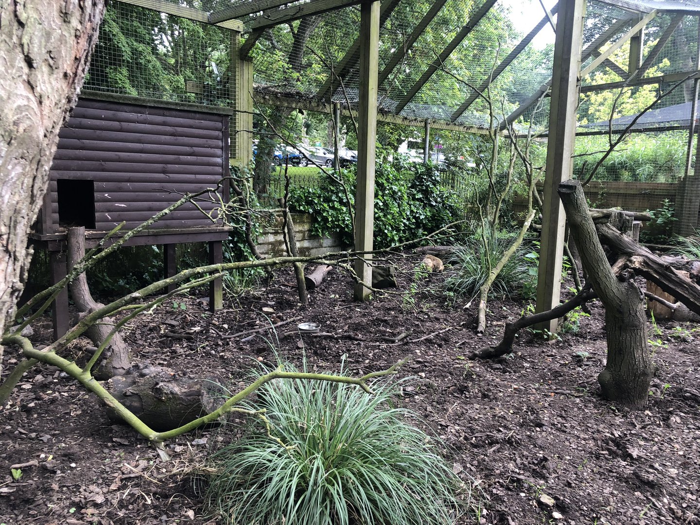 Coati Enclosure at Sewerby Zoo (June 2023)