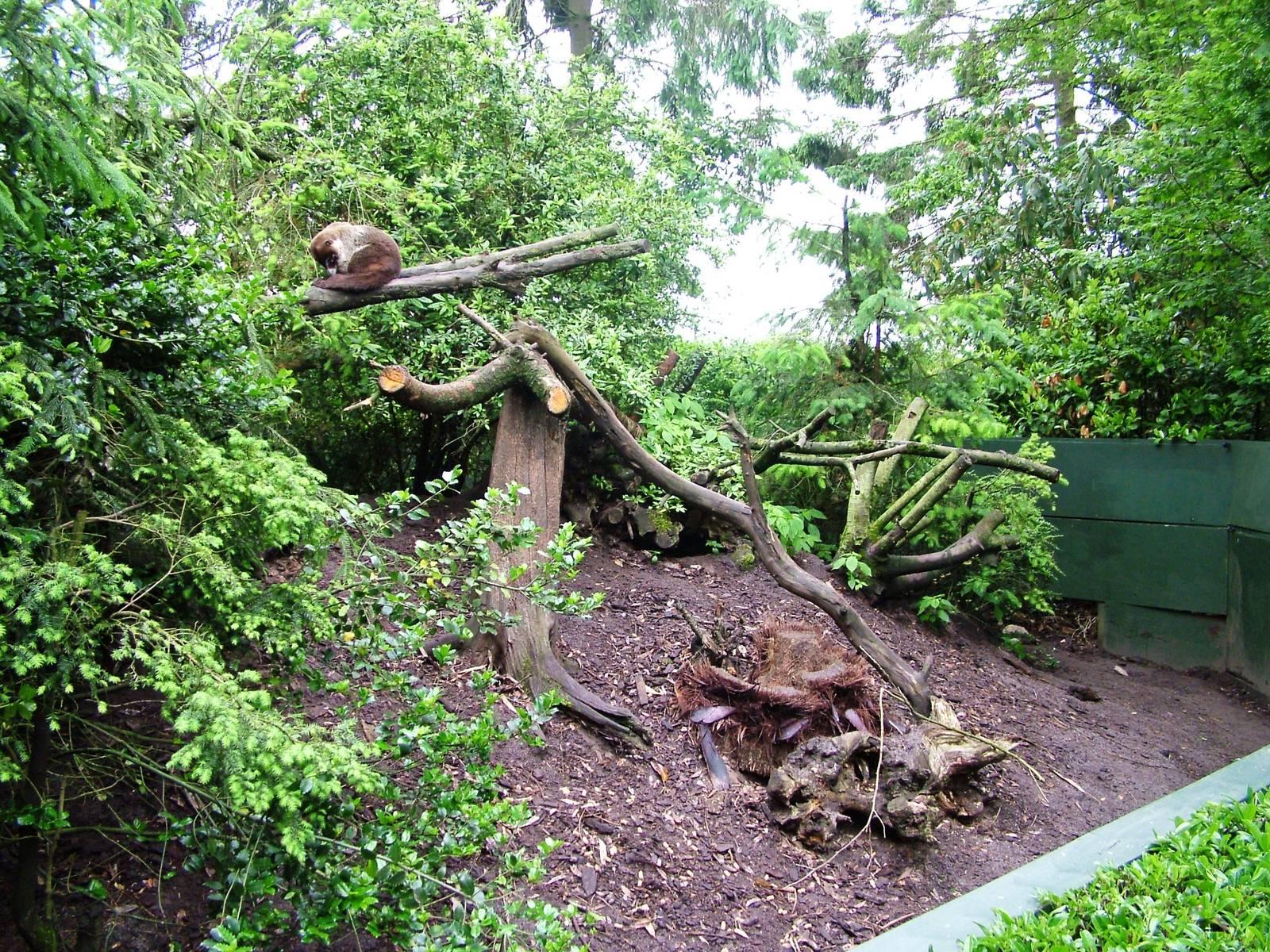 Coati Enclosure at Wissel Zoo, Epe, 01/06/12
