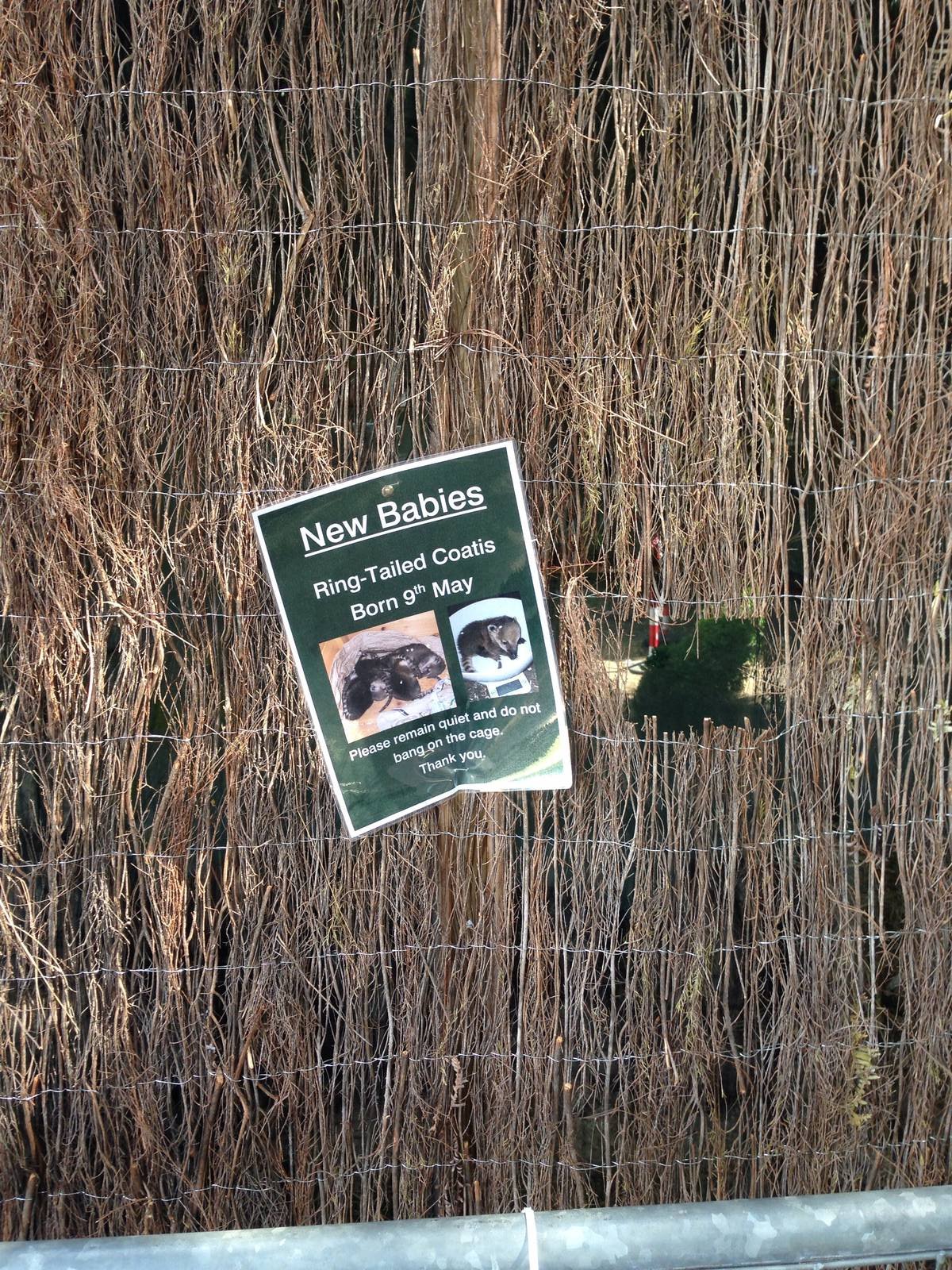 Coati enclosure (covered by willow with peep holes to stop disturbance)