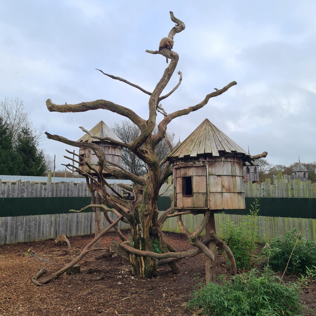 Coati Enclosure, Knockhatch