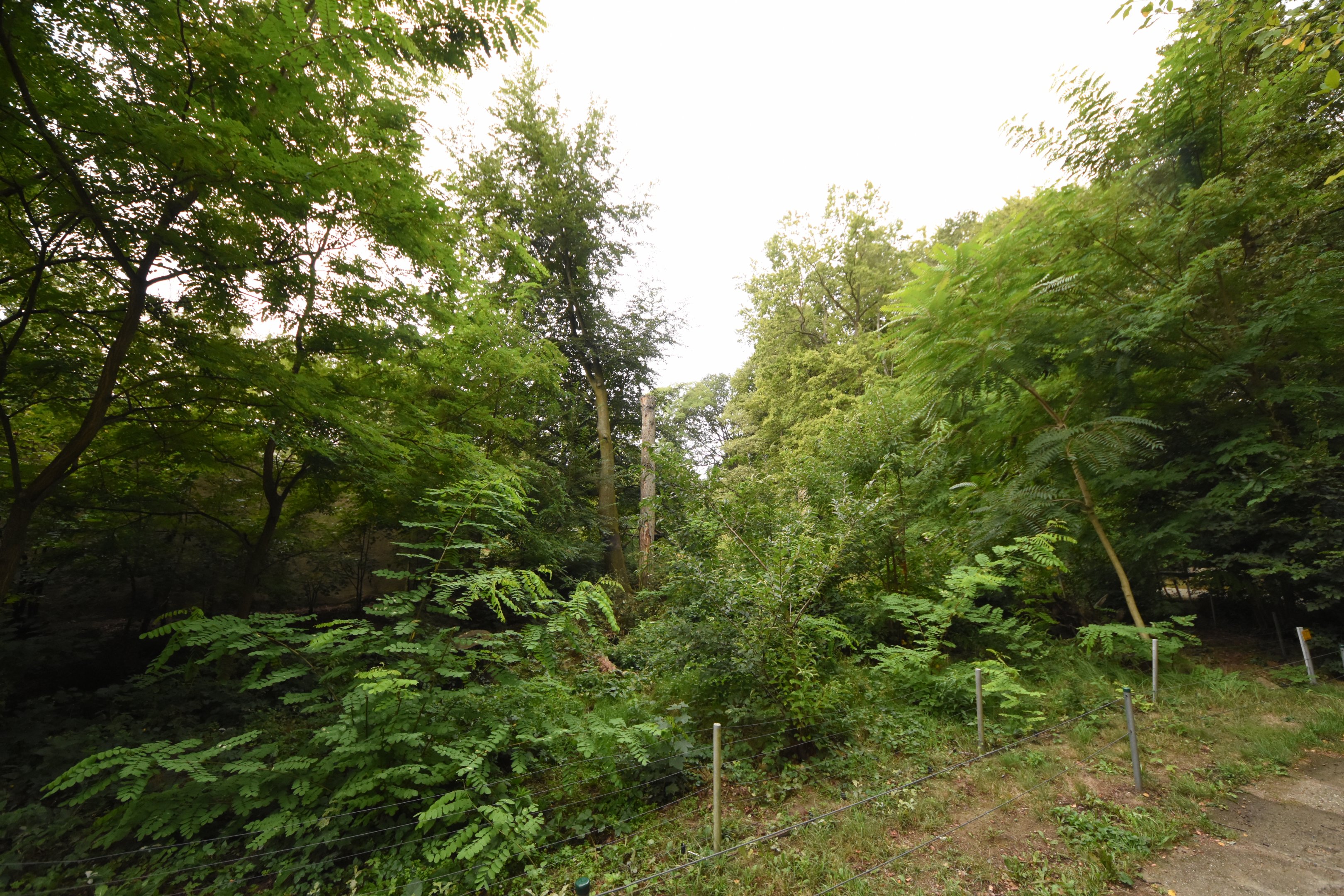 Coati enclosure with minimal barriers