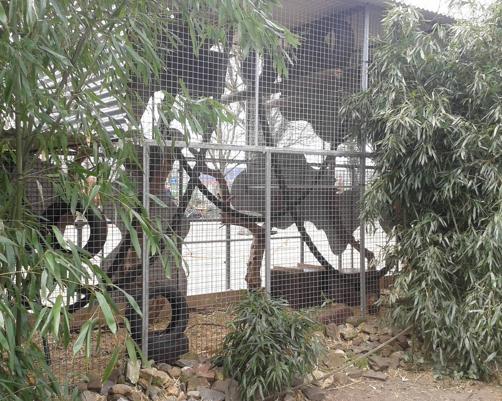 coati-enclosure