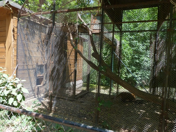 Coati enclosure