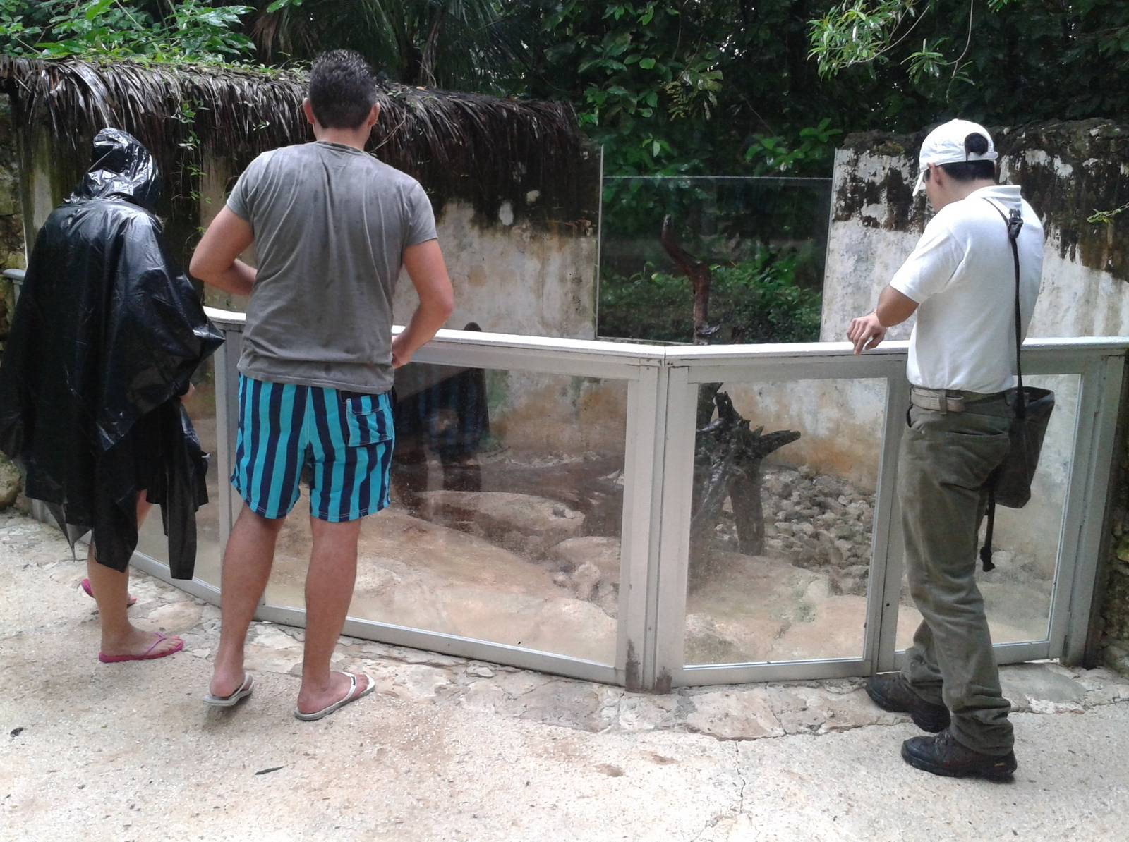 Coati enclosure