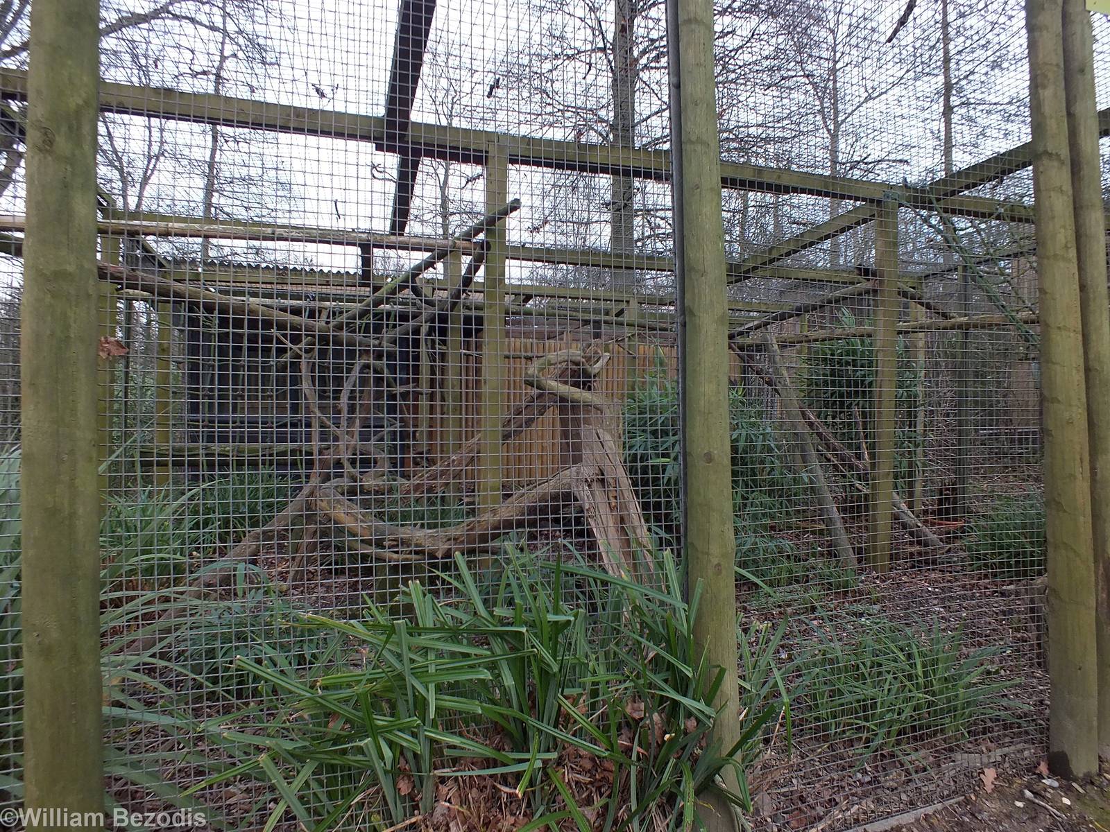 Coati Enclosure