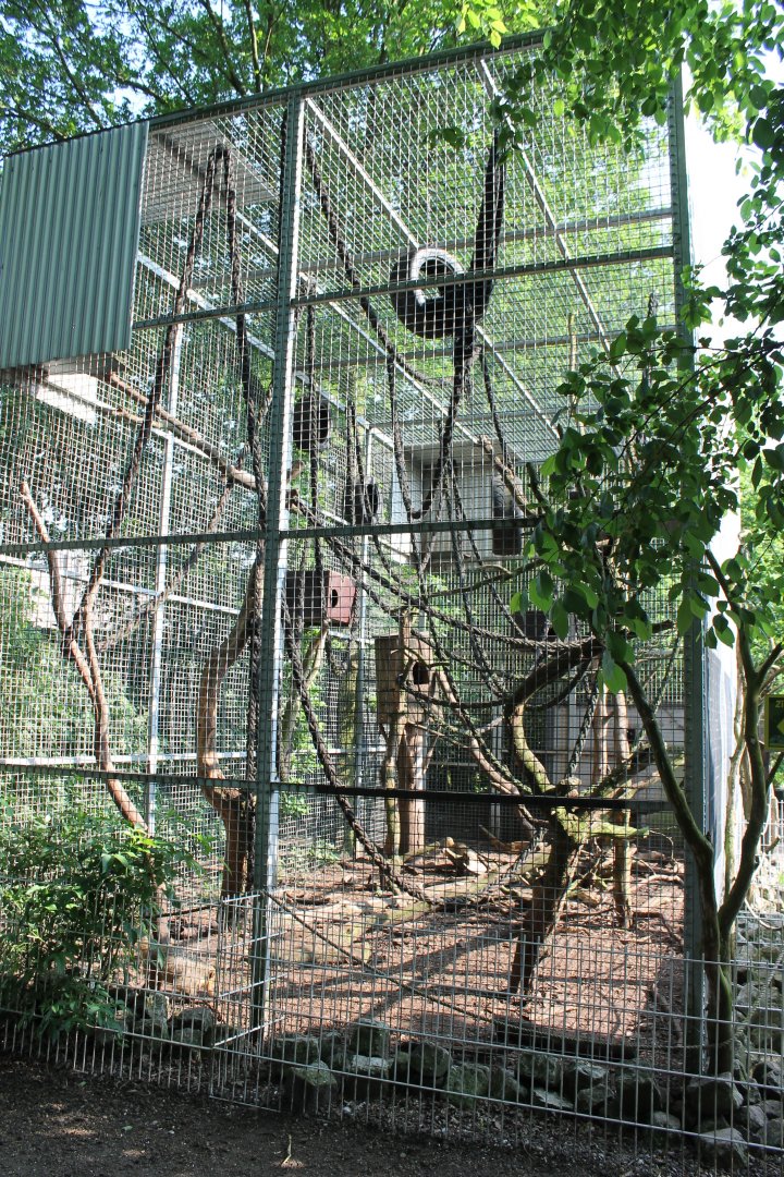 Coati-enclosure