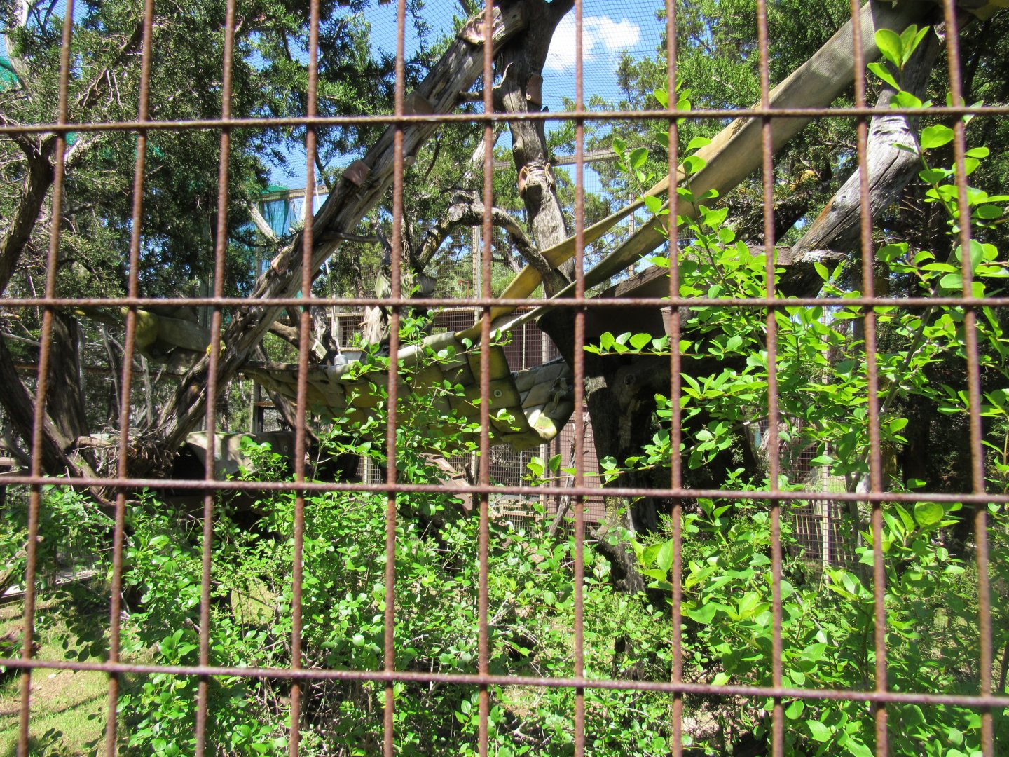 Coati Enclosure