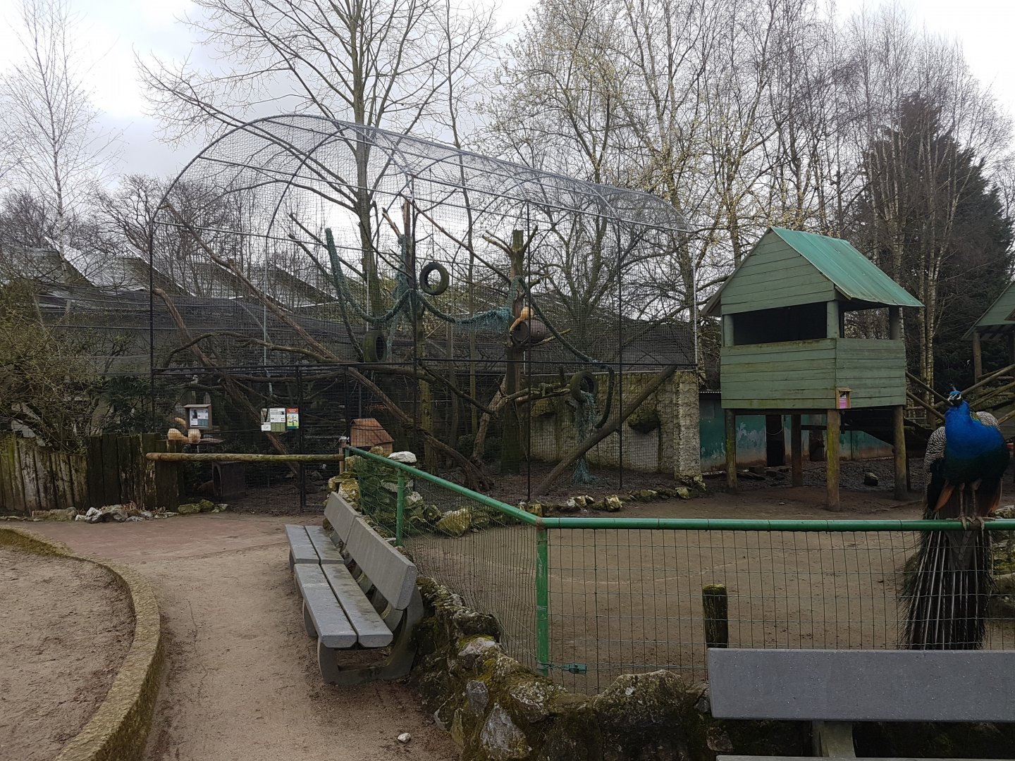 Coati-enclosure