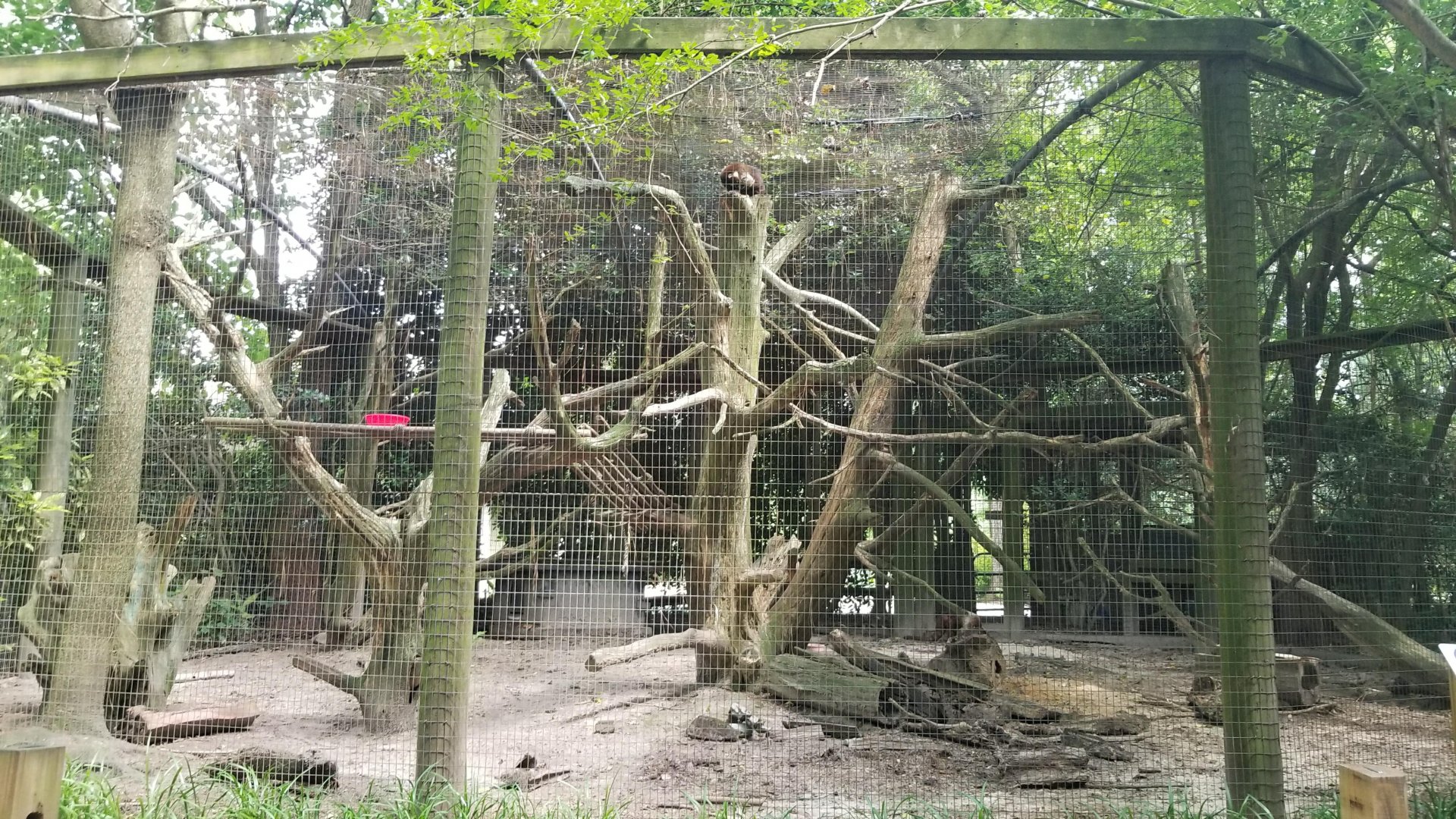 Coati enclosure
