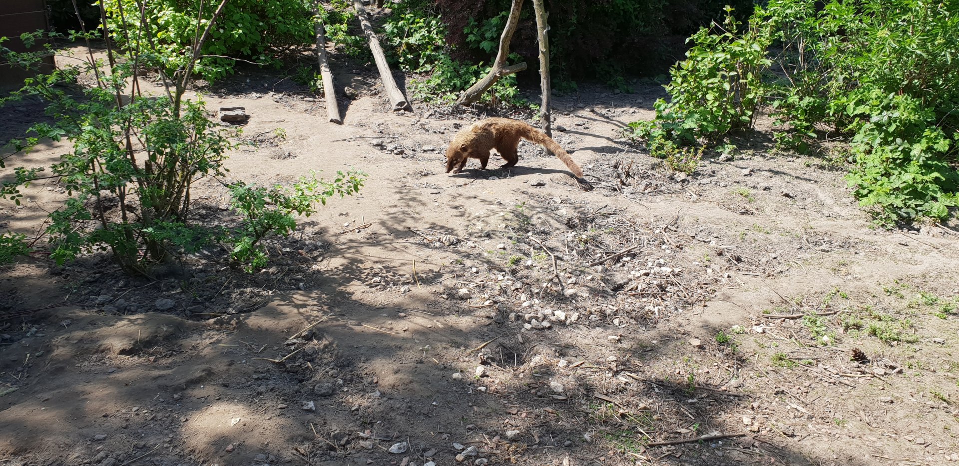 Coati-enclosure