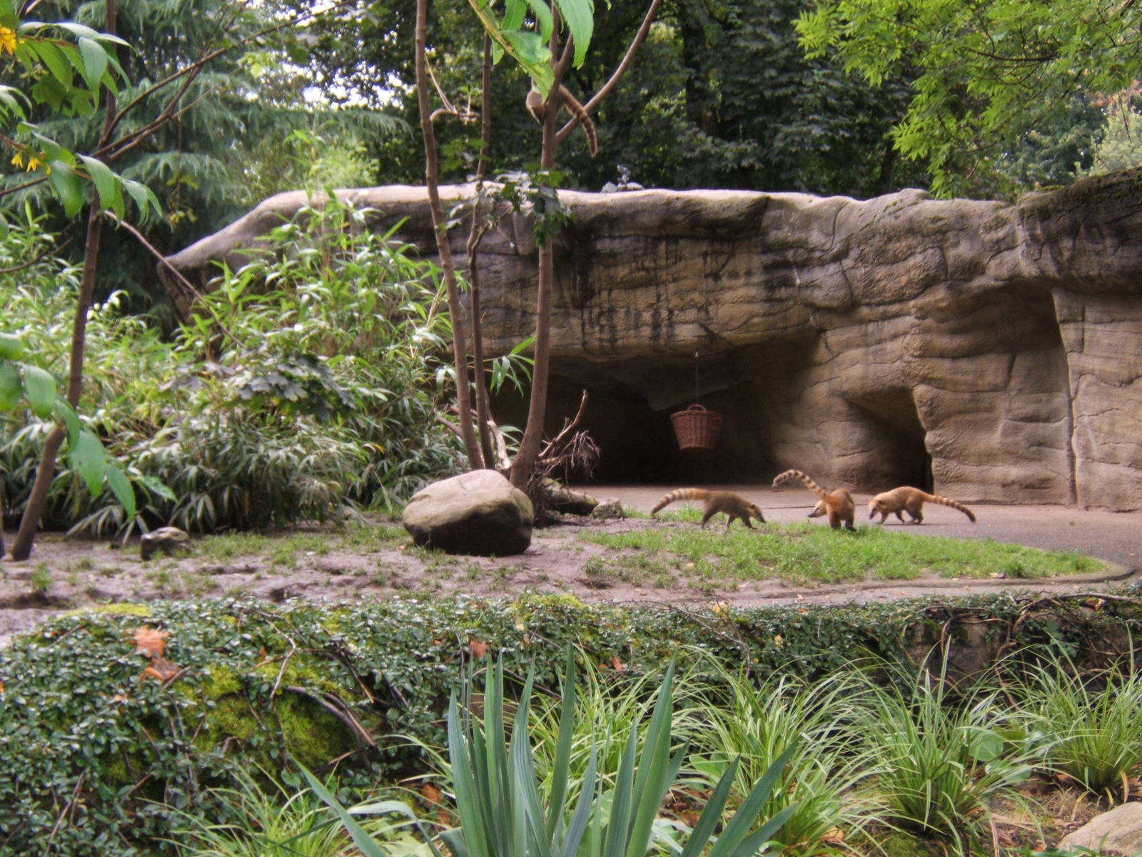 Coati enclosure
