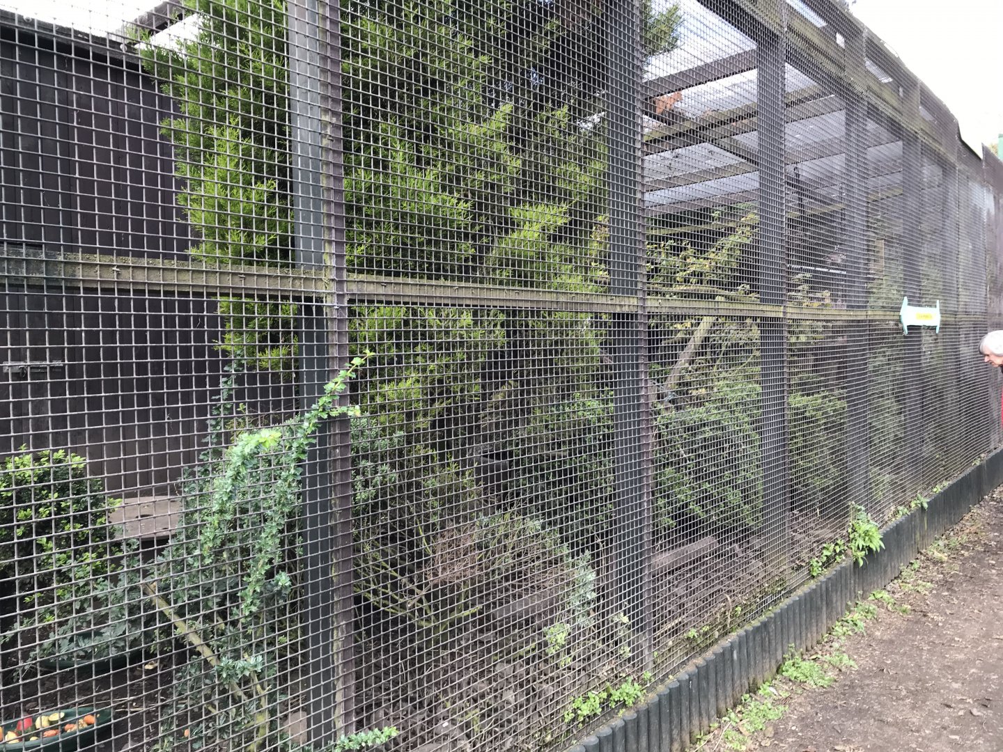 Coati enclosure