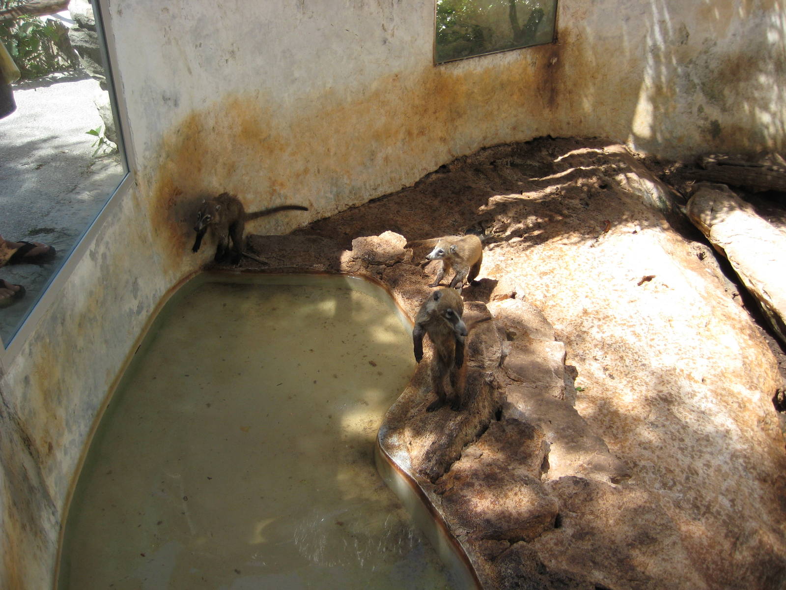 Coati enclosure