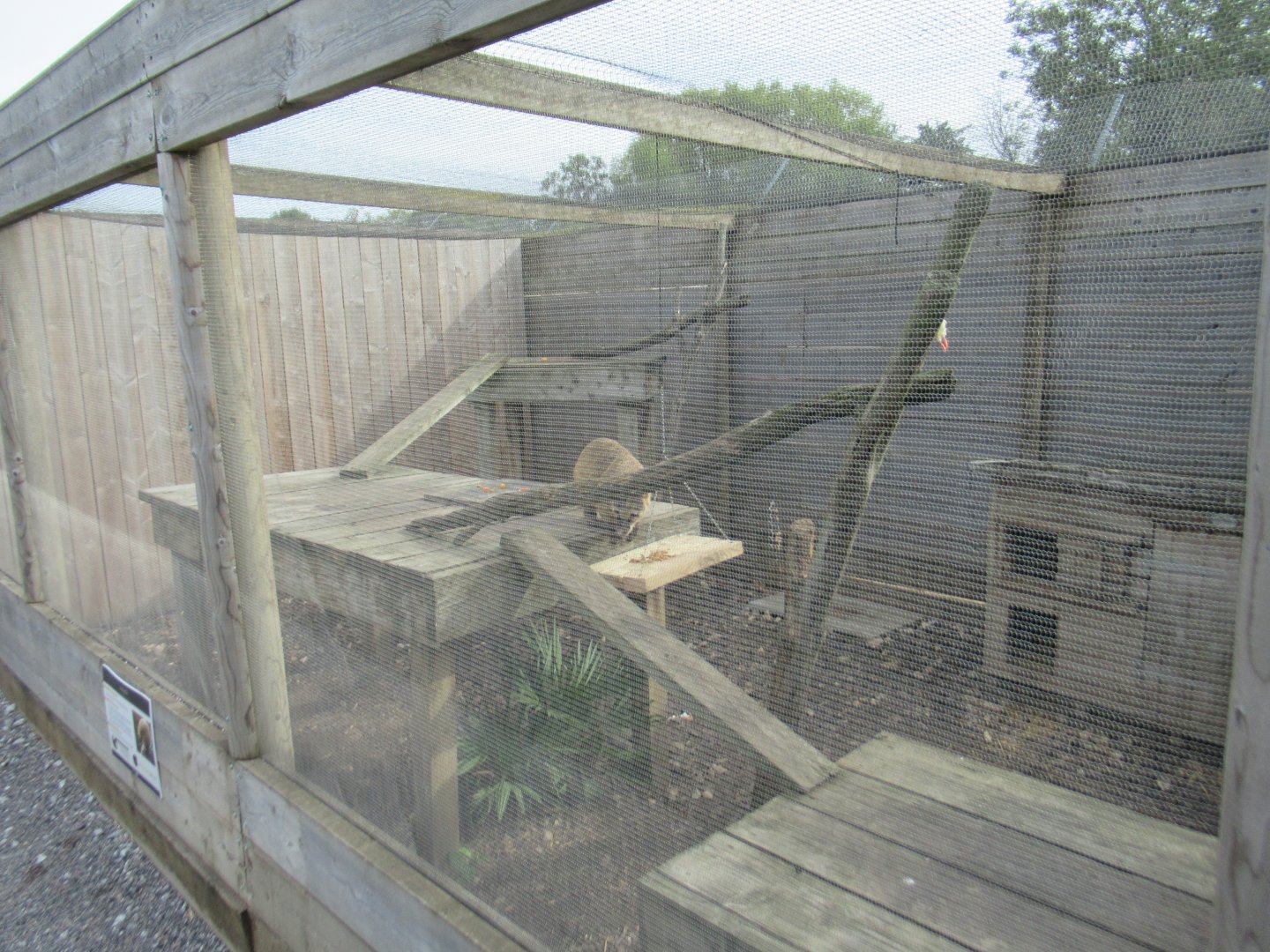 Coati enclosure