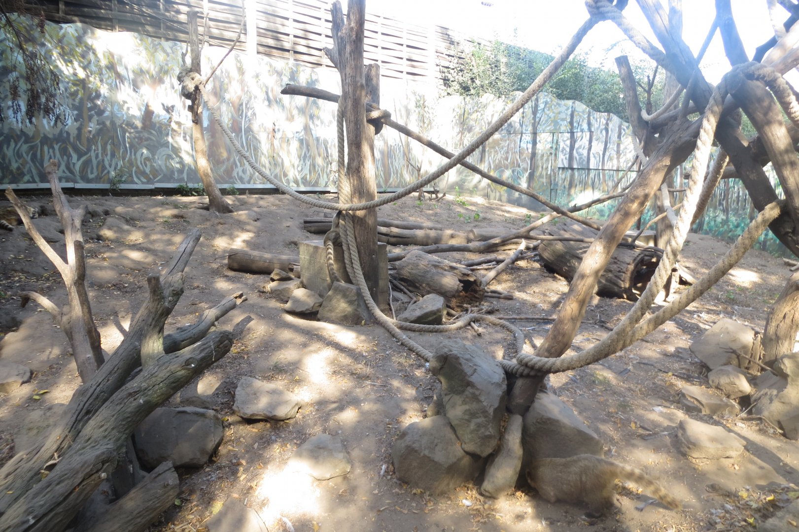 Coati exhibit 171018
