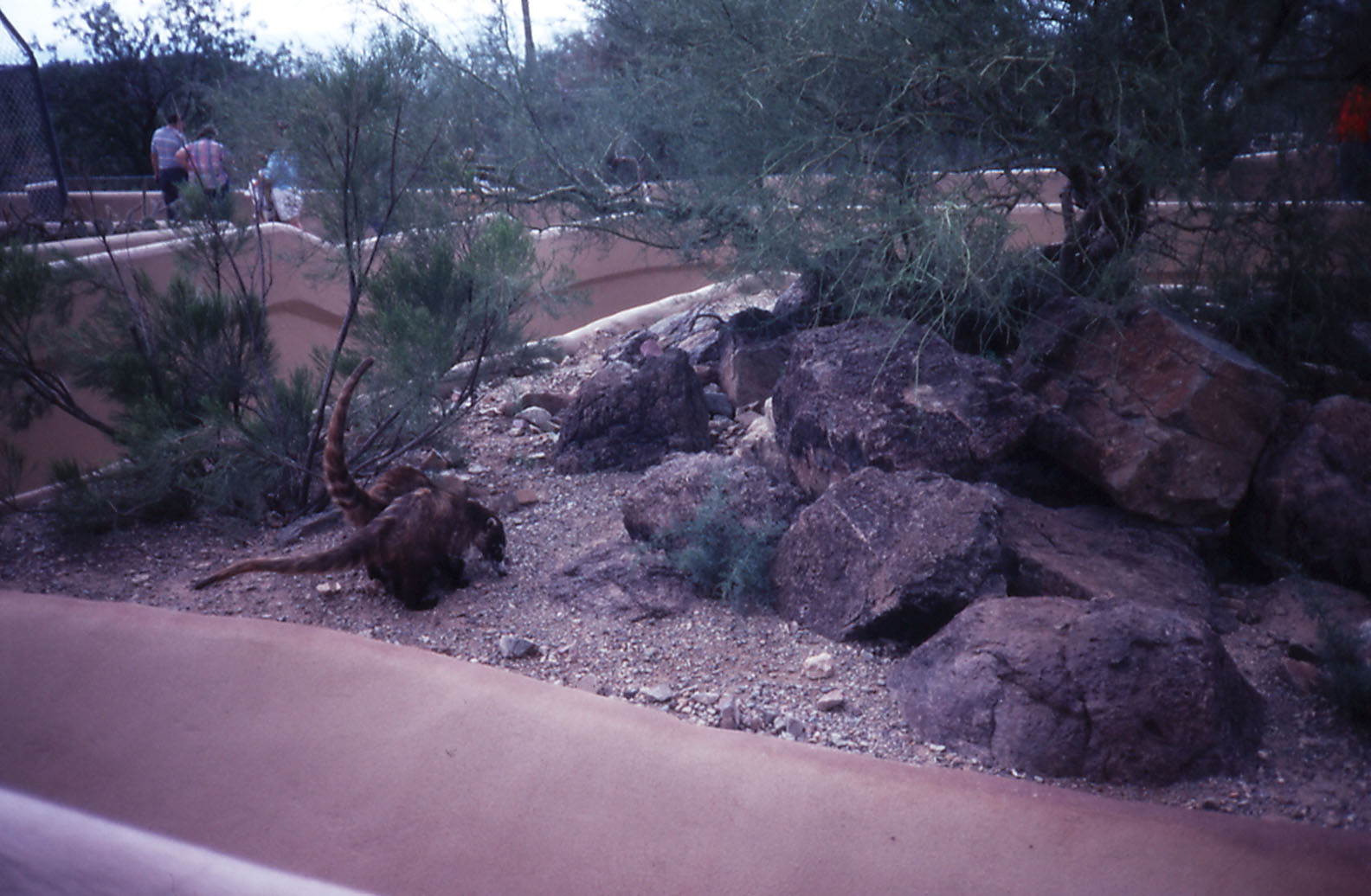 Coati exhibit - 1988