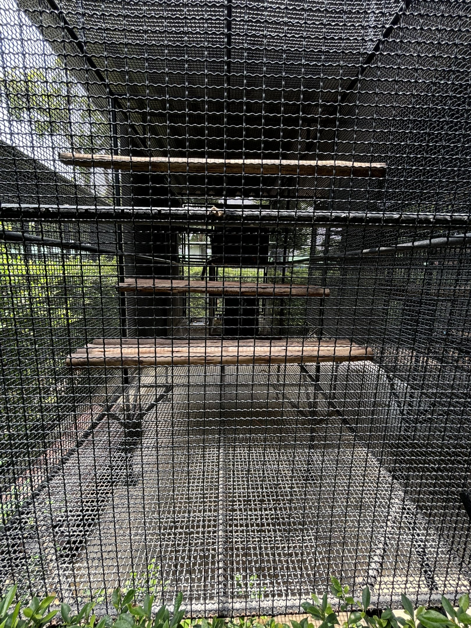 Coati Exhibit #2 - Lion Park