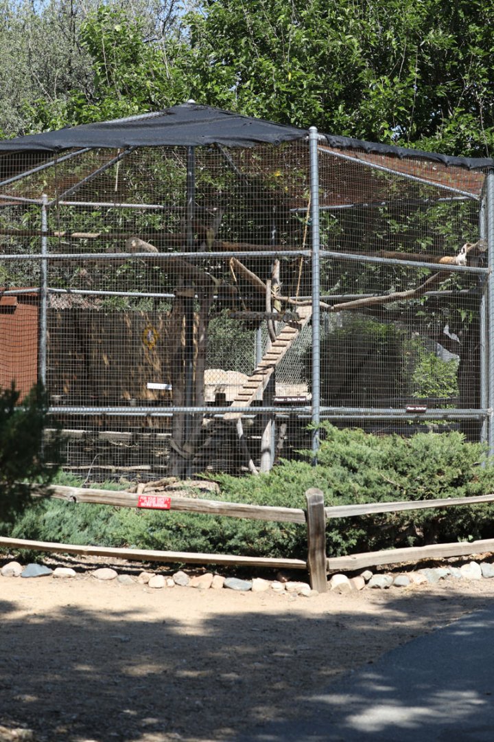 coati exhibit (2 species)