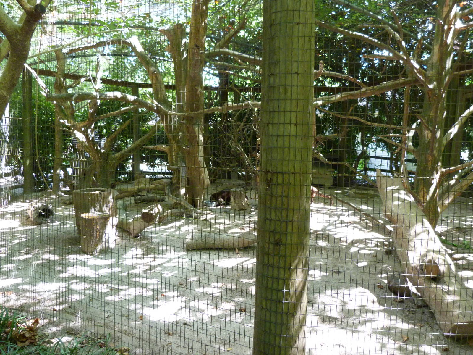 Coati Exhibit - 9/7/13