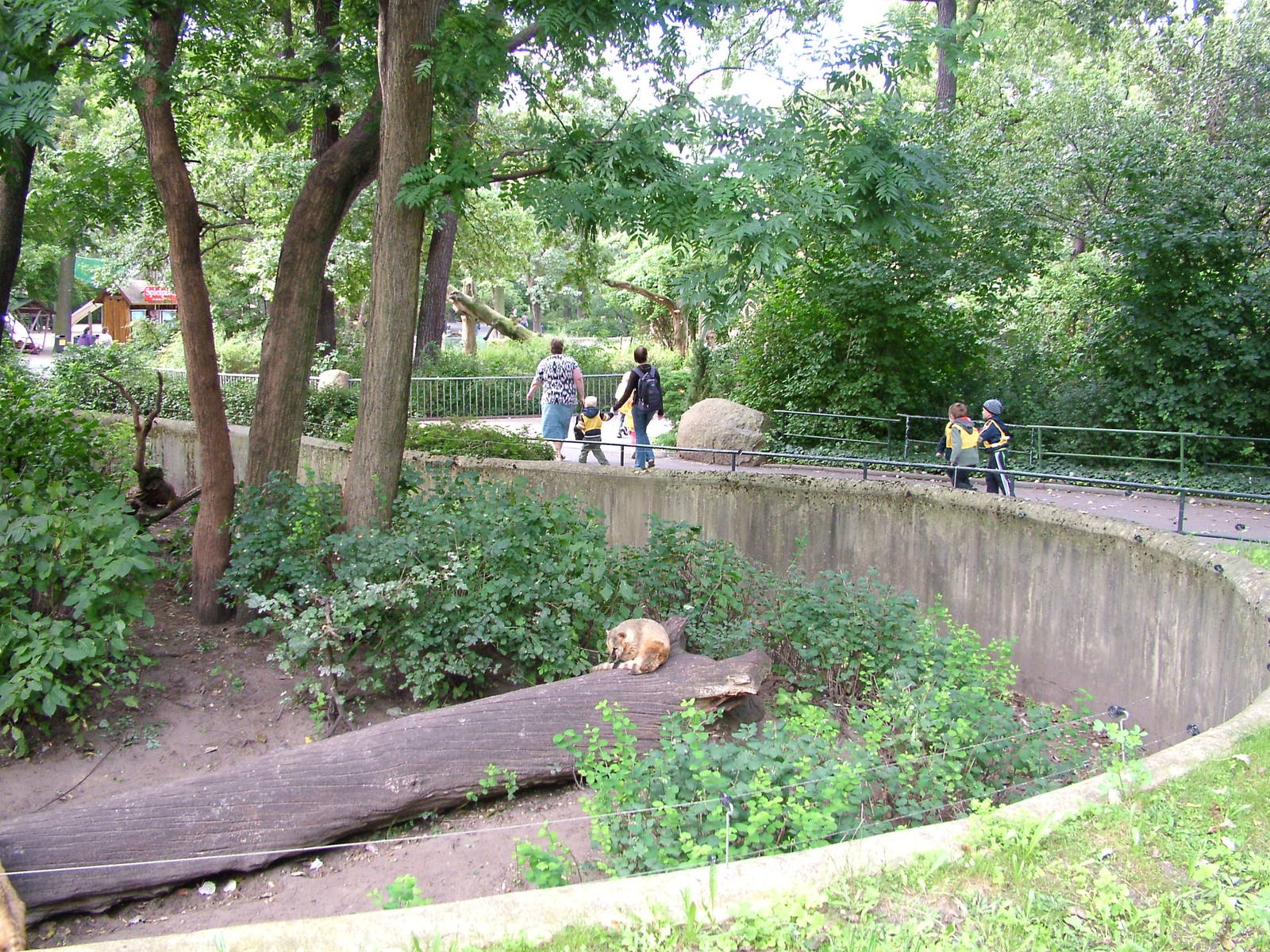 Coati Exhibit at Berlin Zoo, 31/08/11