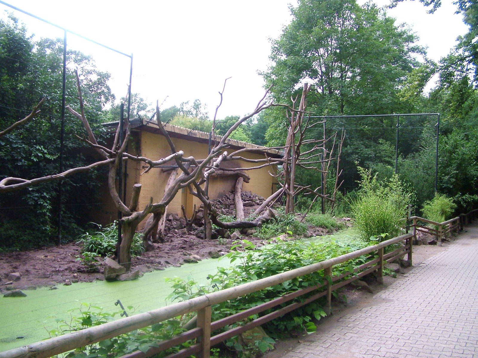 Coati Exhibit at Darmstadt, 30/08/10