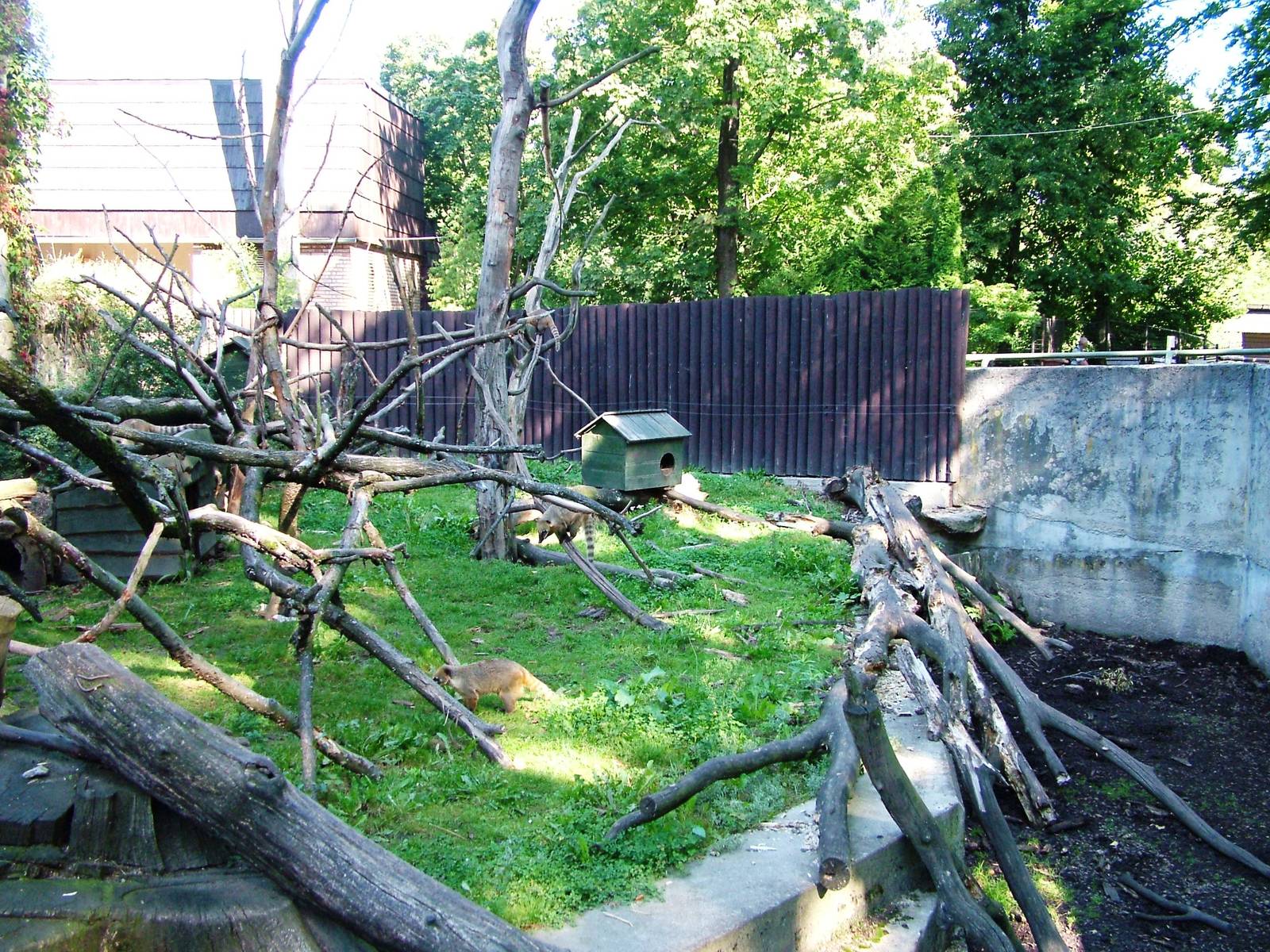 Coati Exhibit at Liberec, 28/08/12
