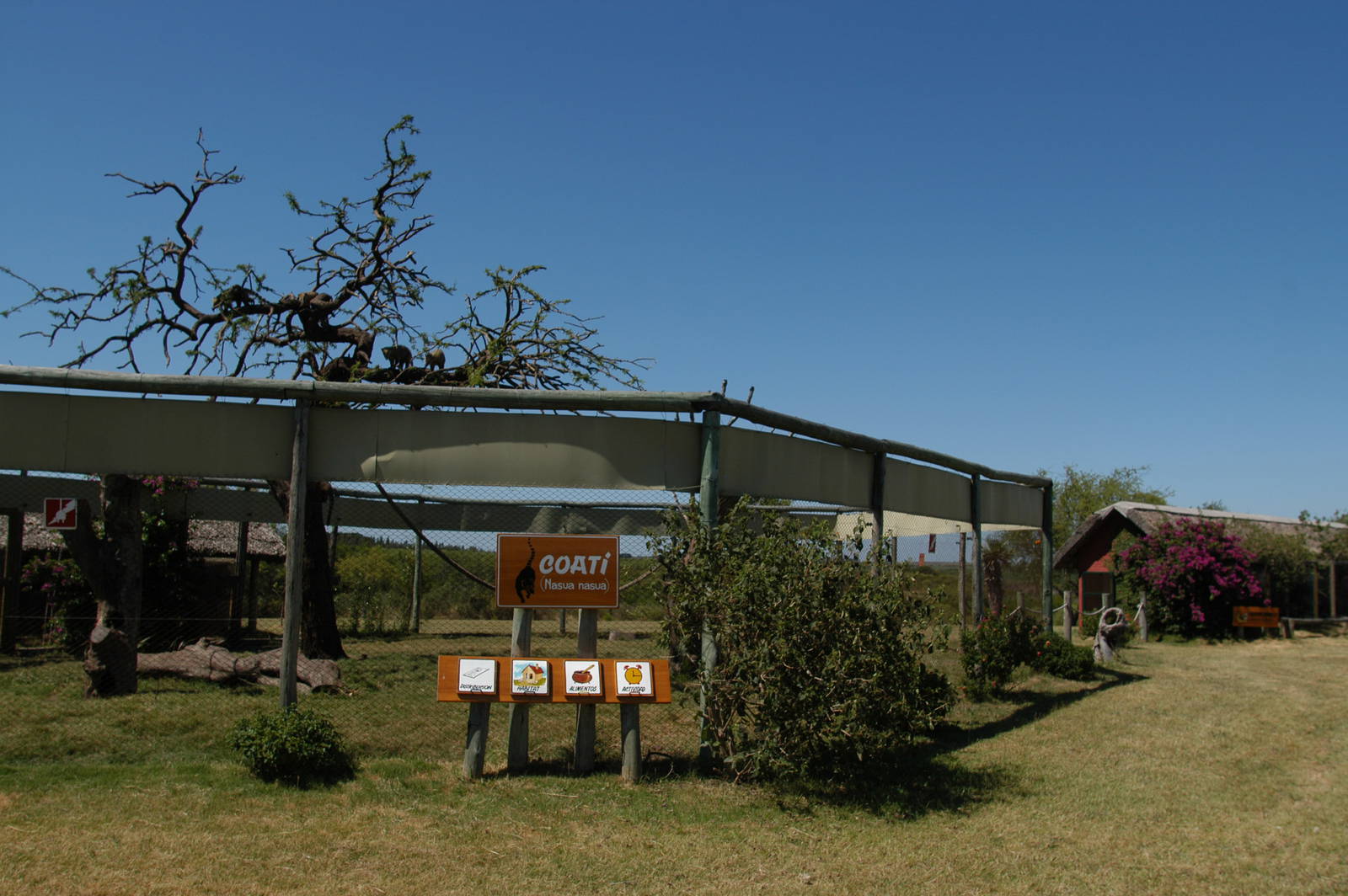 Coati Exhibit Bioparque M'Bopicuá (Uruguay)