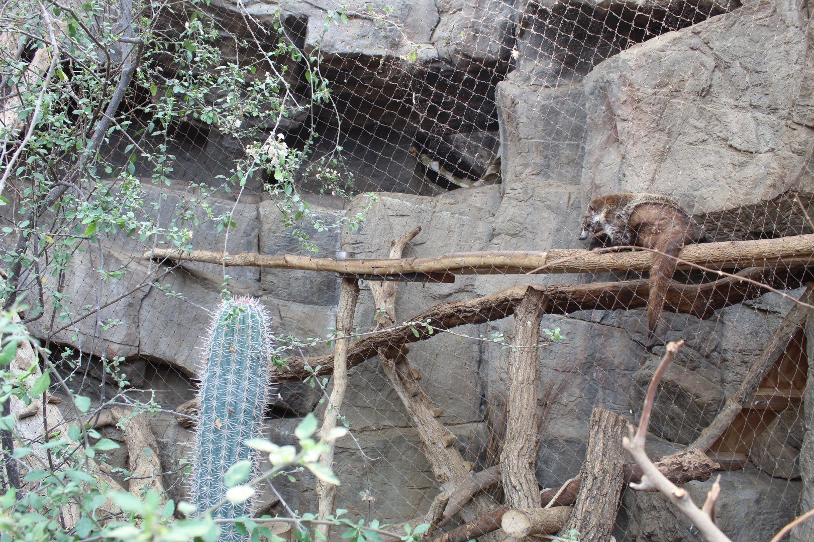 Coati Exhibit - Desert Dome