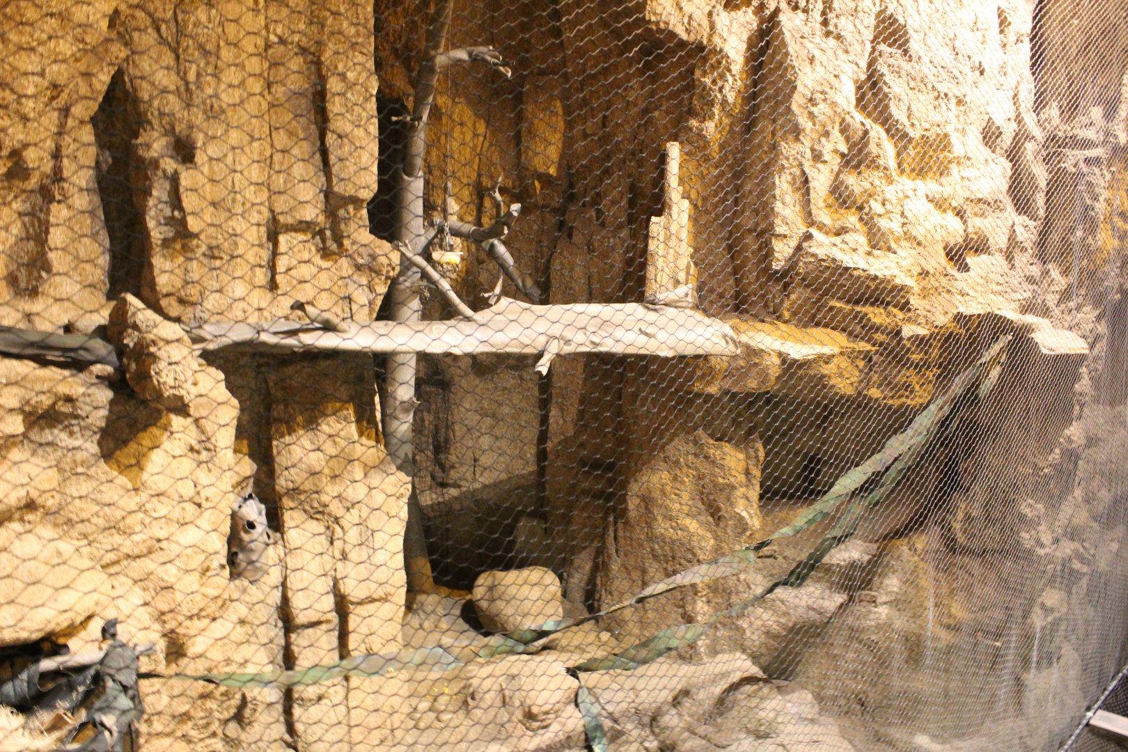 Coati Exhibit - Deserts Edge