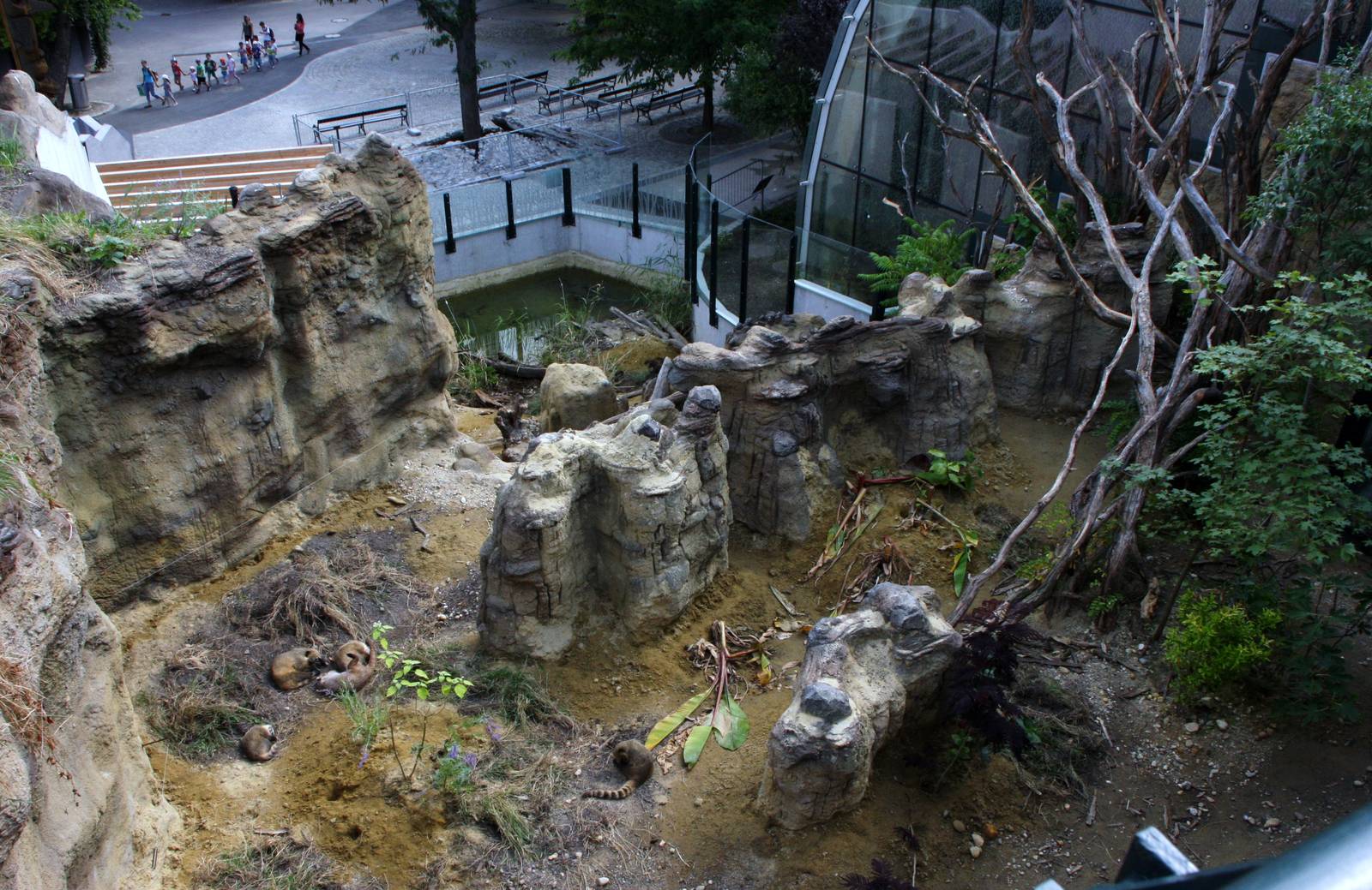 Coati exhibit from above, 16th July 2014