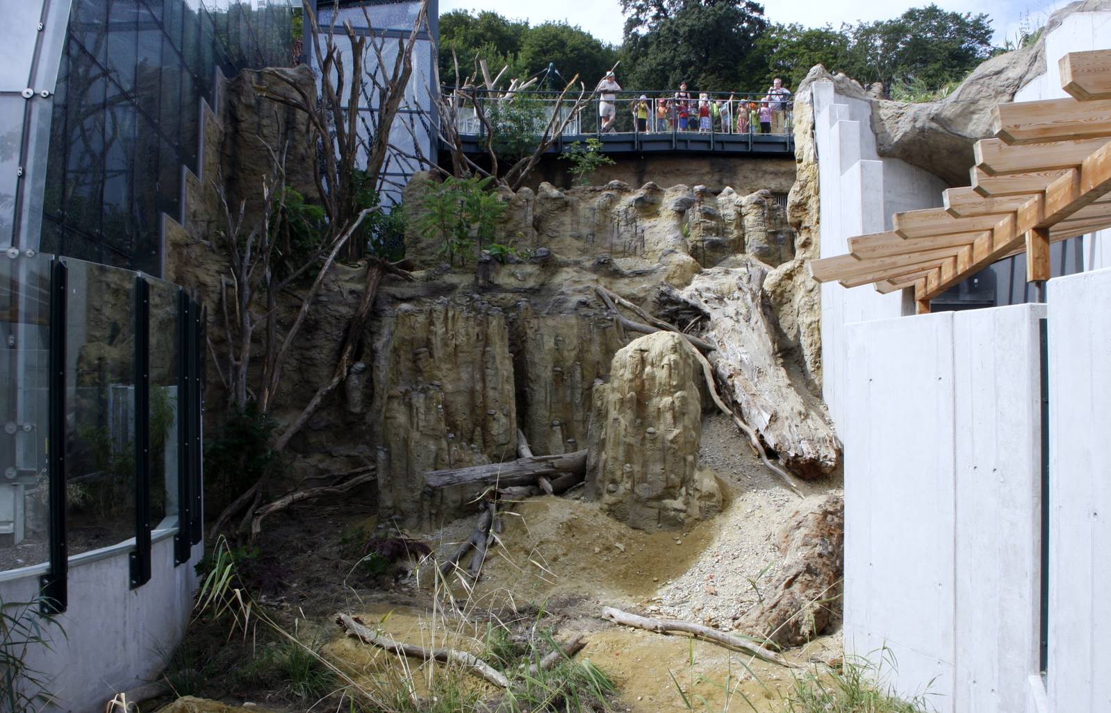 Coati exhibit from below, 16th July 2014
