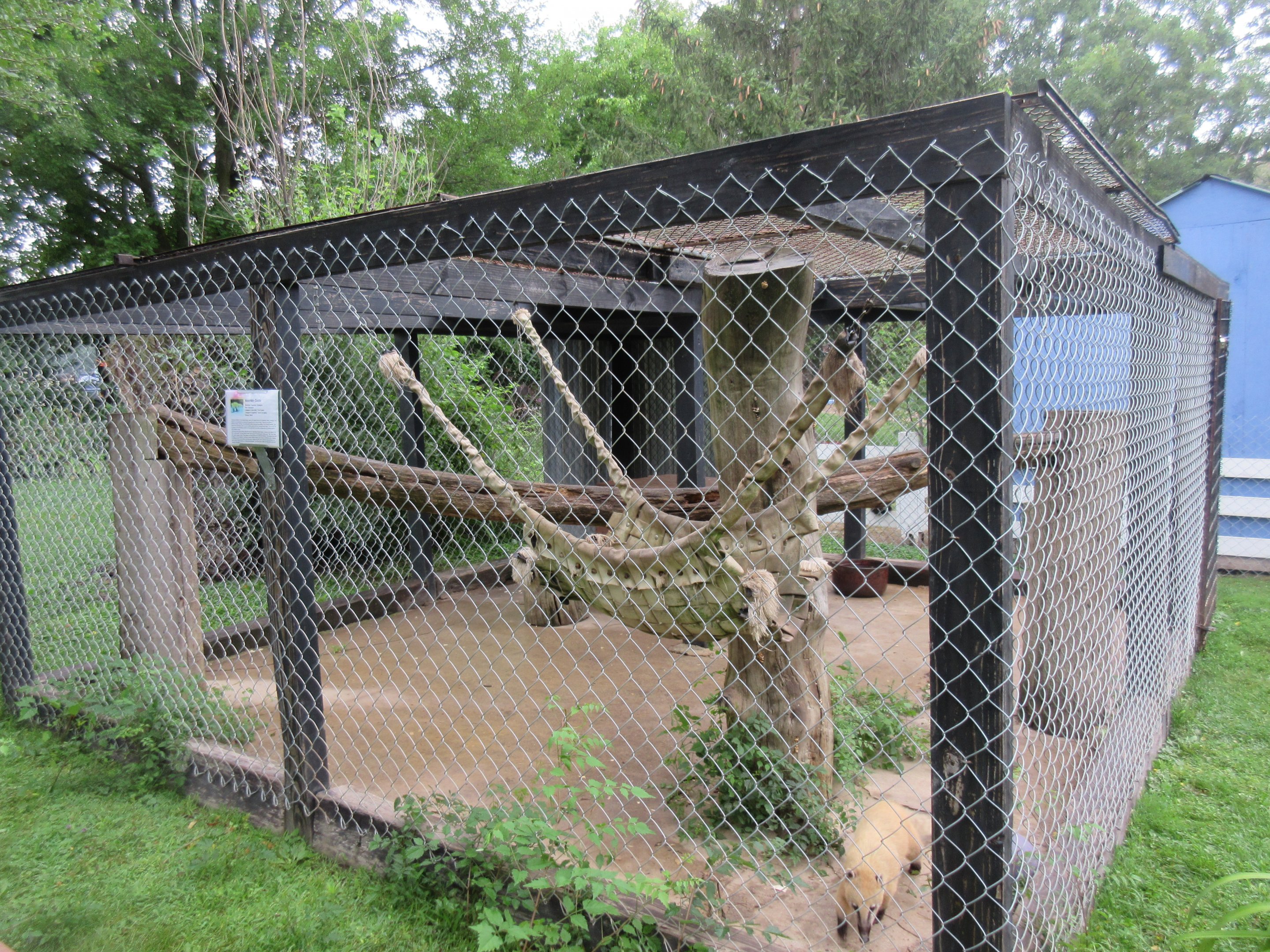 Coati Exhibit ('Mountain' Coati)