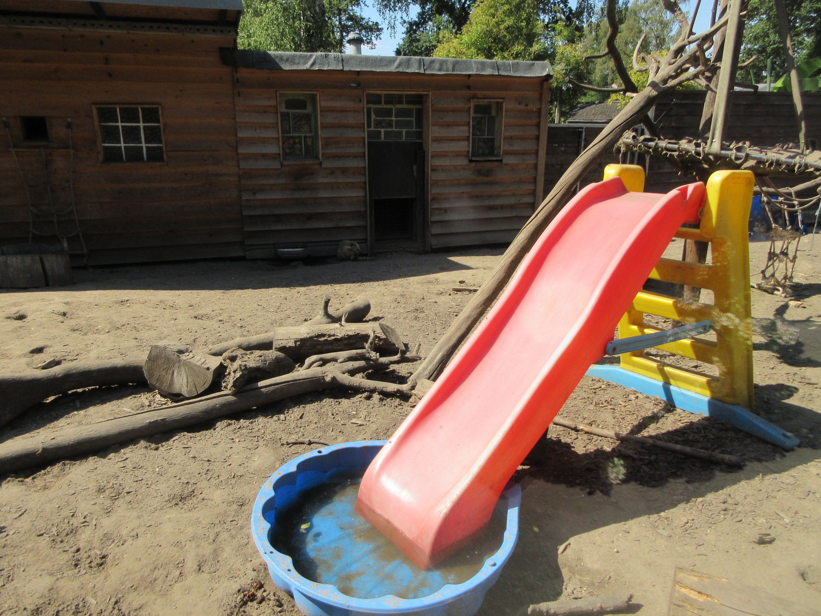 Coati Exhibit (small part of enclosure)