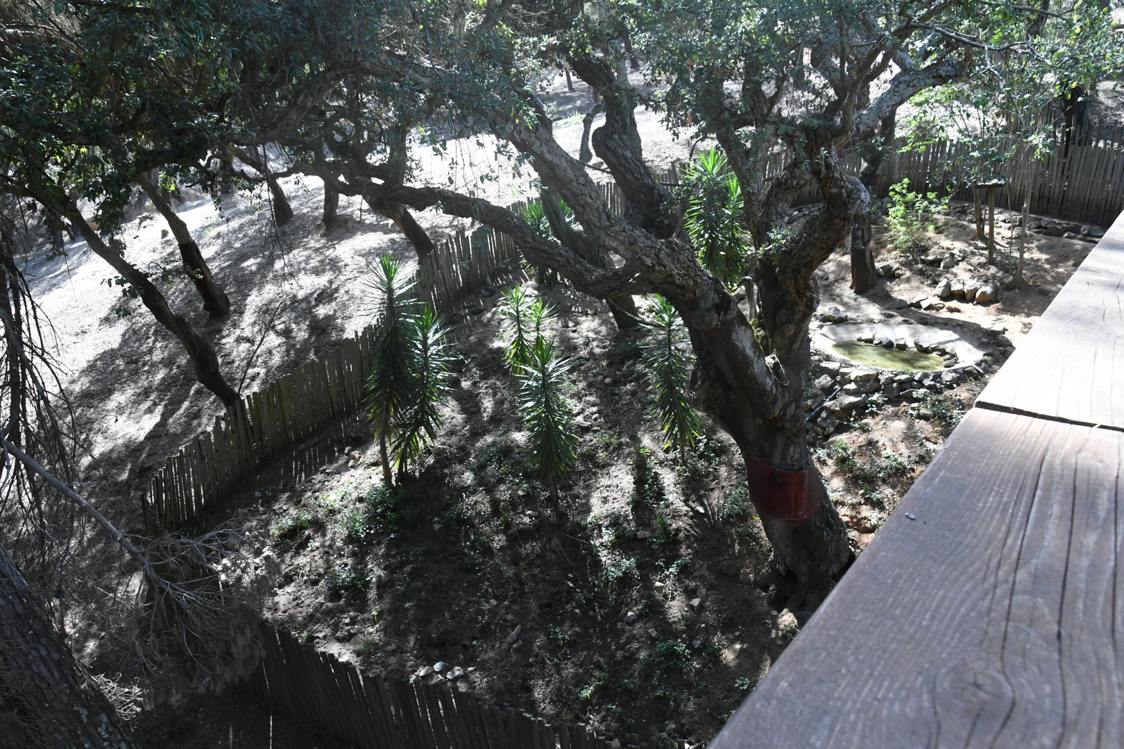 Coati exhibit (under the bridge)