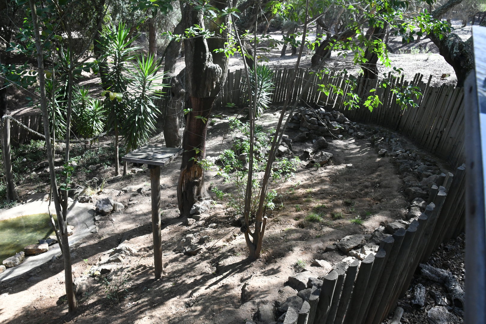 Coati exhibit (under the bridge)