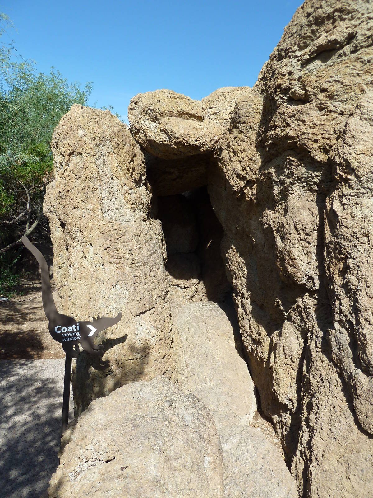 Coati Exhibit - Viewing Cave