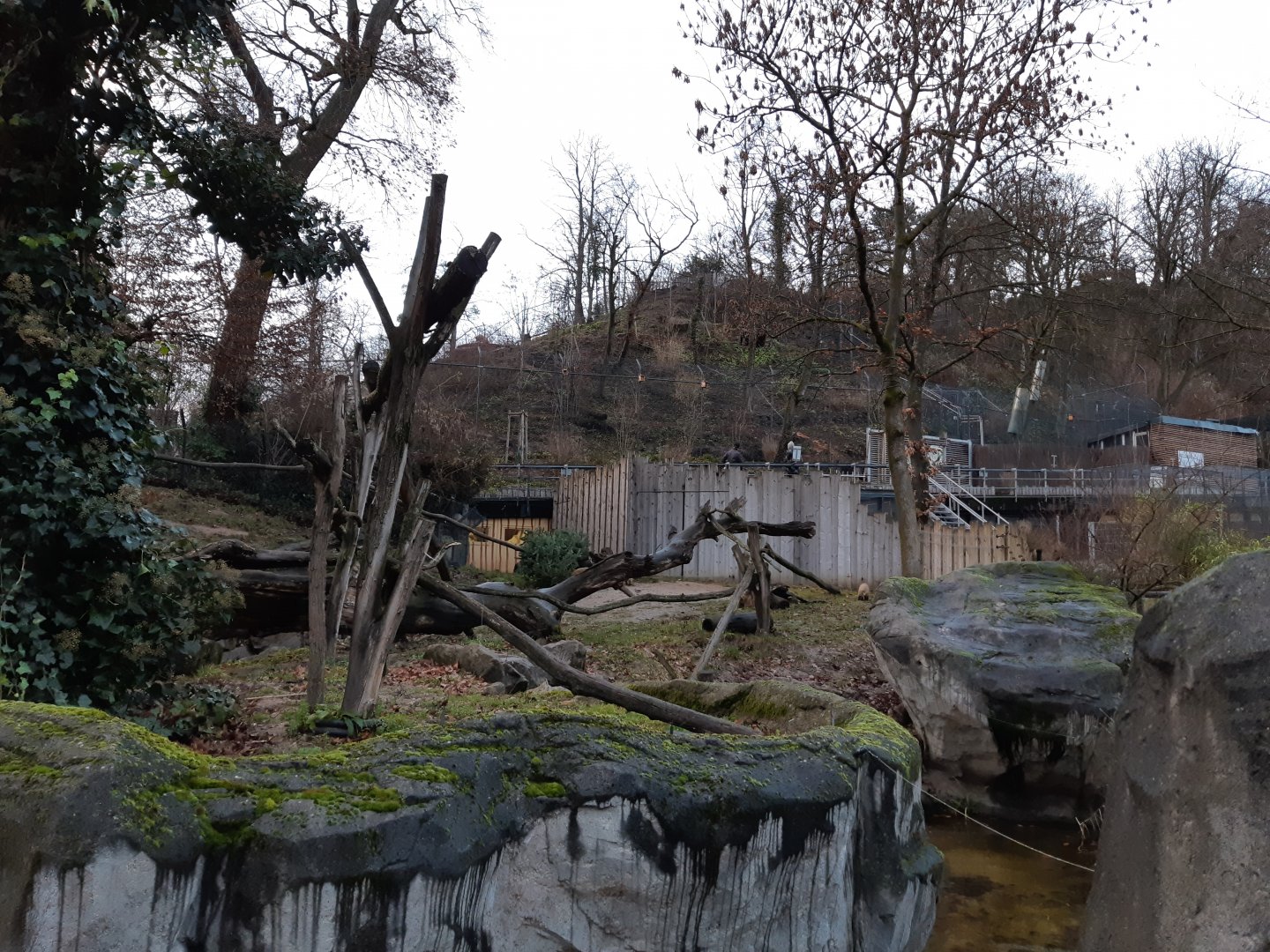 Coati exhibit with Lynx exhibit in the background