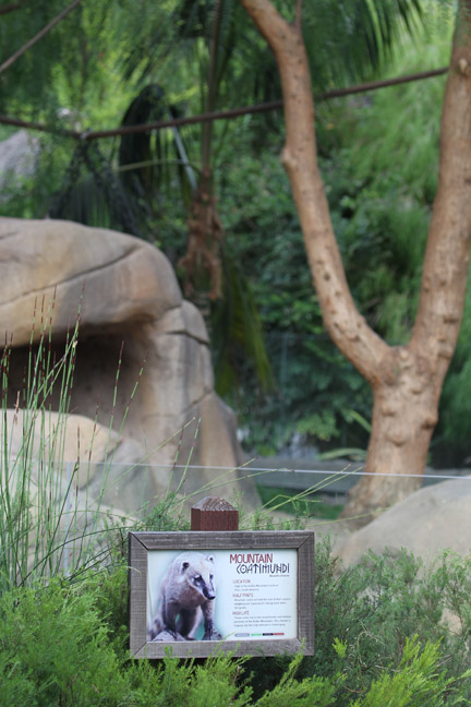 coati exhibit (with wrong signage)