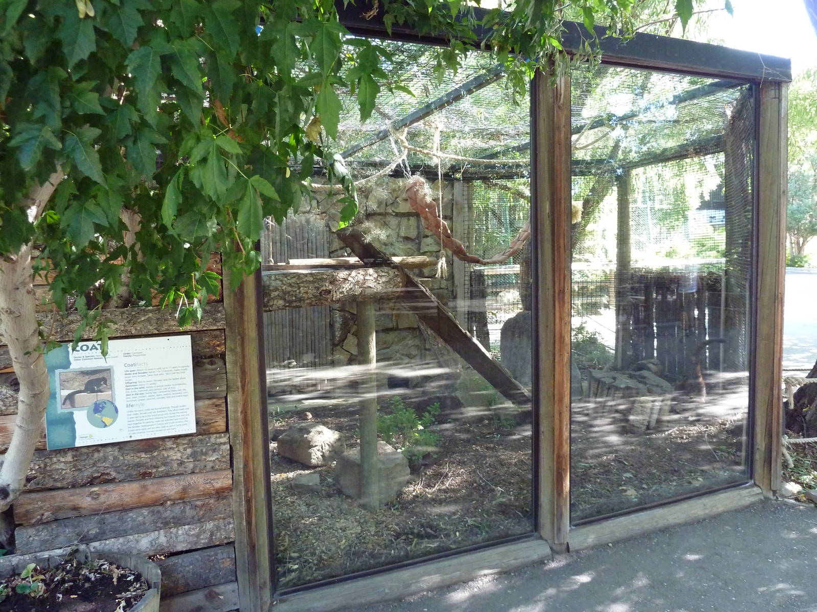 Coati Exhibit