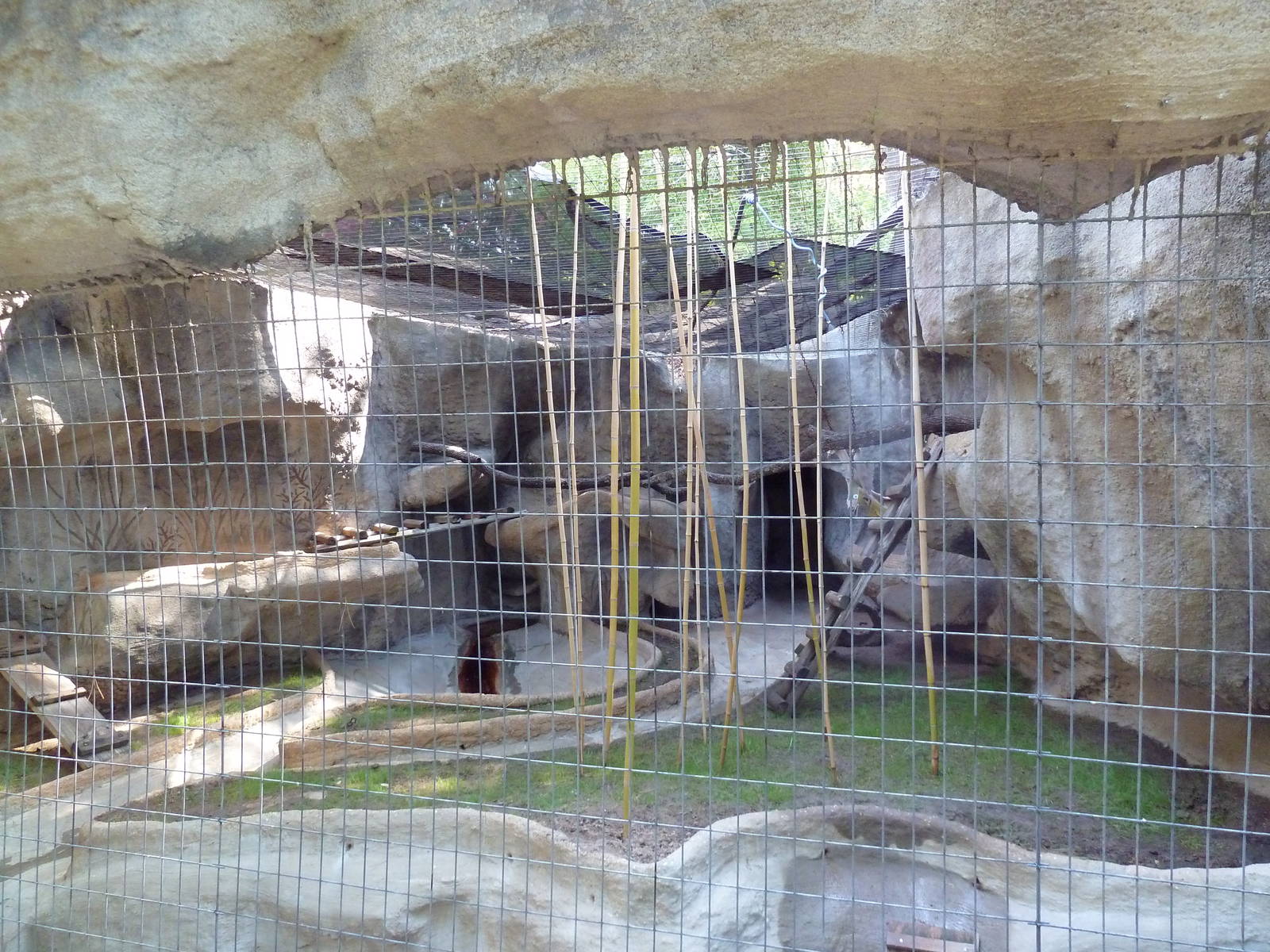 Coati Exhibit