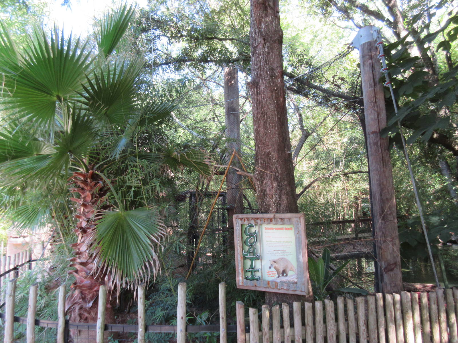 Coati Exhibit